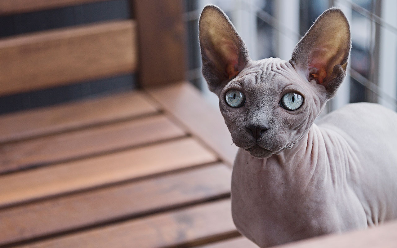 The Cat